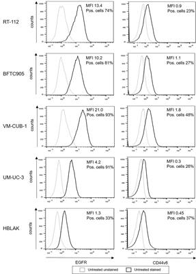 Epigenetic Priming of Bladder Cancer Cells With Decitabine Increases Cytotoxicity of Human EGFR and CD44v6 CAR Engineered T-Cells